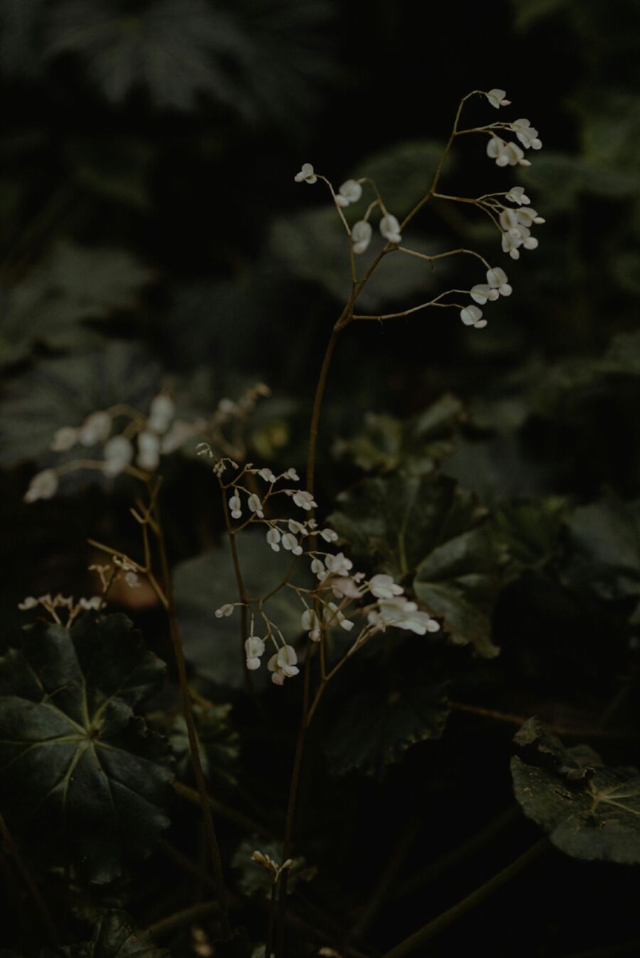 Baume&Cœur — nature apaisante